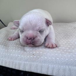 Kaycee - White male French Bulldog puppy in Cleveland, Tennessee from Grammer's Southern Breeding