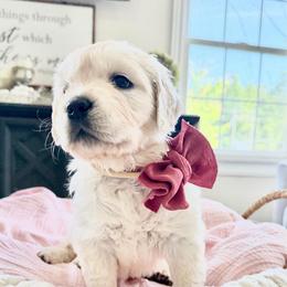 Dark pink - Light golden female Golden Retriever puppy in Deer Lodge, Tennessee from SelahGold