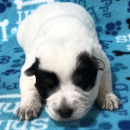 L63-01 - Blue male Australian Cattle Dog puppy in Sheridan, Oregon from 6pk Cattledogs