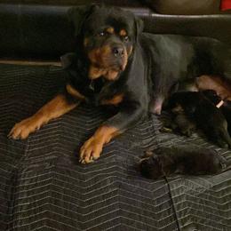 Rottweiler Puppies from Rottweiler Land