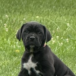 Cane Corso Puppies from Whiskey Stones Cane Corso