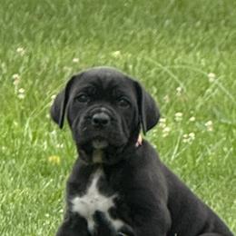 Cane Corso Puppies from Whiskey Stones Cane Corso