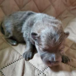 Olivia - Lavender female Pomeranian puppy in Bellevue, Iowa from Fluffy Wonders Poms and Doodles