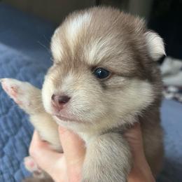 Zion - Red and white male Pomsky puppy in Rathdrum, Idaho from Smart Pomskies and Frenchies