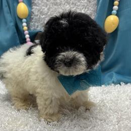 Ramsey - Parti male Poodle puppy in West Plains, Missouri from Puppies-4U