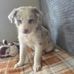 Madison - Lilac merle female Border Collie puppy in Gary, Indiana from Lake Ridge Border Collies