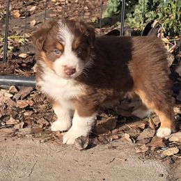 Rooster - Red tri-color male Australian Shepherd puppy in Smithfield, Utah from Invictus Farms