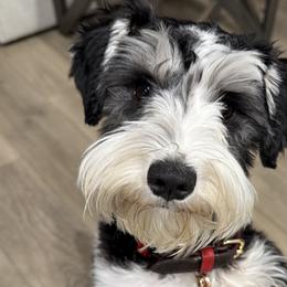 Kisses - Miniature Schnauzer