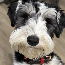 Kisses - Miniature Schnauzer