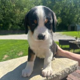 Girl 2 - Black, white and red female Greater Swiss Mountain Dog puppy in Lower Burrell, Pennsylvania from Polyanna’s GSMD