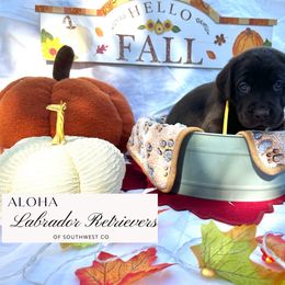 Yellow collar - Chocolate female Labrador Retriever puppy in Cortez, Colorado from Aloha Lab Pups of SW Colorado