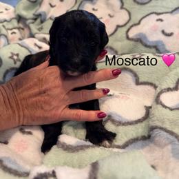 Moscato - White and black female Bordoodle puppy in Republic, Missouri from Holland Hilltop Farm
