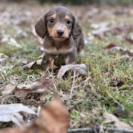 Donald - Chocolate and tan male Dachshund puppy in Lincolnton, North Carolina from Oakview Kennels