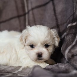 Moe - Cream male Shichon puppy in House Springs, Missouri from Teddy Bear Cuddles