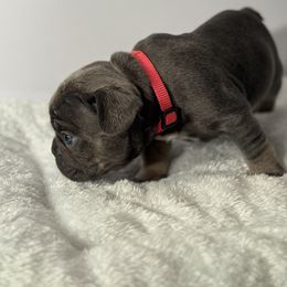 French Bulldog Puppies from Puget Sound Frenchies