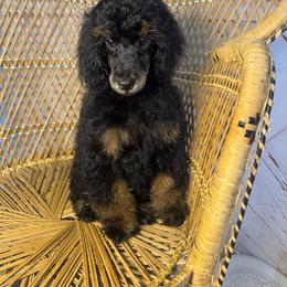 Phantom Boy 2 - Phantom male Poodle puppy in Belgreen, Alabama from Scott’s Farm Poodles and Doodles