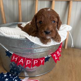 Monroe - Red  female Goldendoodle puppy in Zeeland, Michigan from Dandelion Lane Doodles