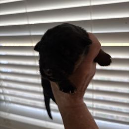 Girl - Black and red male German Shepherd puppy in Dallas, Georgia from Cottonwood Kennel