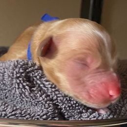 SmithDoodles BOY 4 - Apricot male Goldendoodle puppy in Portland, Oregon from Smith Family Doodles