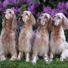 English Setters from Jada English Setters