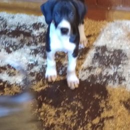 Great Danes from Renee's great Danes