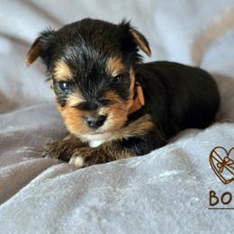 Caiden - Black and gold male Yorkshire Terrier puppy in Nitro, West Virginia from Kathryn's Yorkies