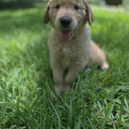 Golden Retriever Puppies from Magnolia Farm