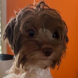 Hope - Yorkshire Terrier