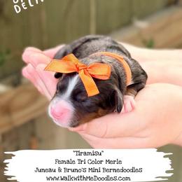 Tiramisu - Blue merle female Bernedoodle puppy in Orange, Texas from Walk with Me Doodles