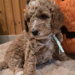 Bernedoodle and Goldendoodle Puppies from 4goldendoodles