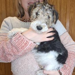 Sir Galahad - White black and tan male Wire Fox Terrier puppy in Lancaster, Missouri from Missouri Meadows Farm
