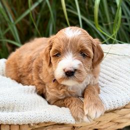 Cupcake - Caramel female Australian Labradoodle puppy in Auburn, Washington from West Valley Labradoodles