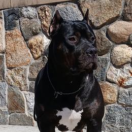 American Bullies from Fia Bullies