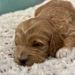 Micro-mini Female - Red  female Goldendoodle puppy in Monument, Colorado from Colorado Dreamin Doodles