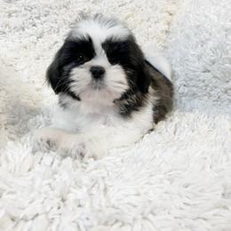 AKC Bella - Tricolor female Shih Tzu puppy in Greenville, South Carolina from Babyface Shih Tzu