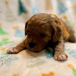 Dancer - Red female Cavapoo puppy in Preston, Idaho from Shaffer Top Notch Puppies