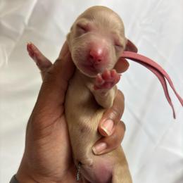Sparkle - Cream female Dachshund puppy in Orem, Utah from Miekca’s Dachshunds