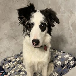 Zoey - Border Collie