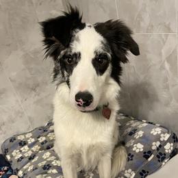Zoey - Border Collie