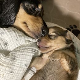 Dachshund Puppies from Long Dog Farm