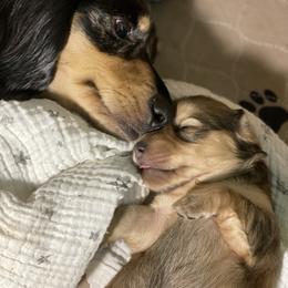Dachshund Puppies from Long Dog Farm