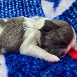 Blue and White Female - Blue and white female Shih Tzu puppy in Oakville, Washington from Garrard Creek Shih Tzus