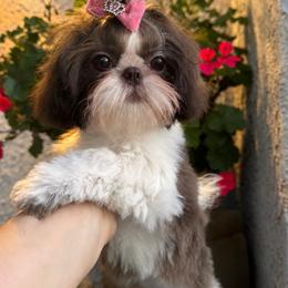 Willow - Liver and white female Shih Tzu puppy in Apple Valley, California from Southern California Shih Tzu Palace