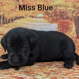 Miss Blue - Black female Labrador Retriever puppy in Lebanon, Pennsylvania from Robertson's Retrievers and Doodles