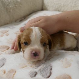 Reid - Blenheim male Cavalier King Charles Spaniel puppy in Marcellus, Michigan from Coolcreek Pets