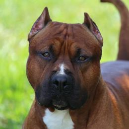 Mufasa - American Staffordshire Terrier
