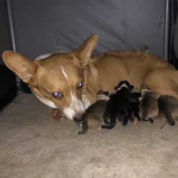 Ruby - Pembroke Welsh Corgi