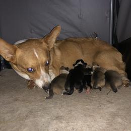 Ruby - Pembroke Welsh Corgi