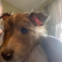 Betty (Female 2) - Sable and white female Shetland Sheepdog puppy in Chambersburg, Pennsylvania from Clark Kennel Shelties