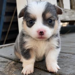 Peaches (mint) - Blue female Pembroke Welsh Corgi puppy in East Oakdale, California from Rhettro Kennels